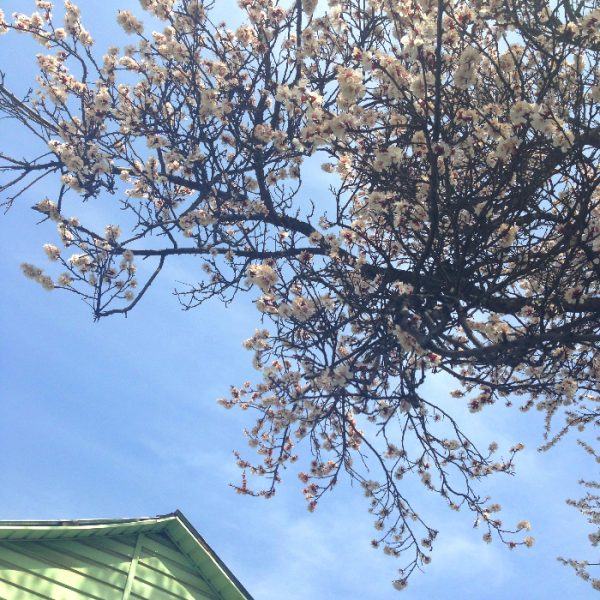 Come spring