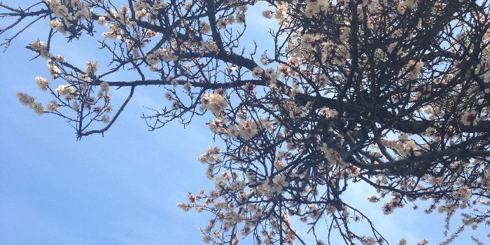 Come spring