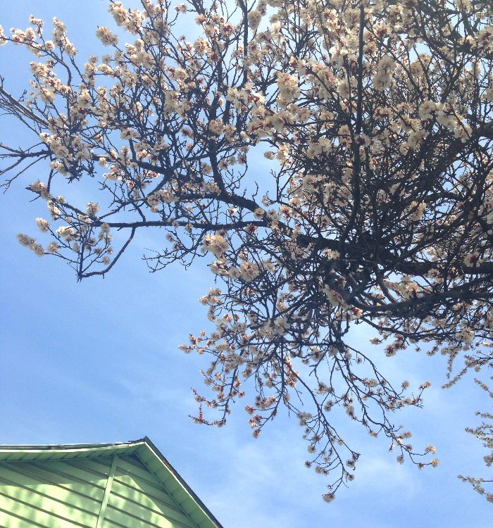 Come spring
